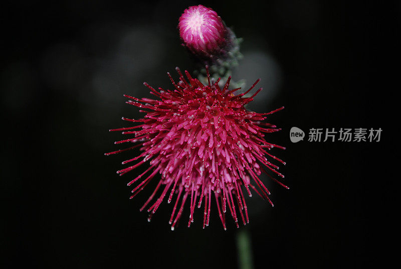 爬行蓟(cirsium arvense)